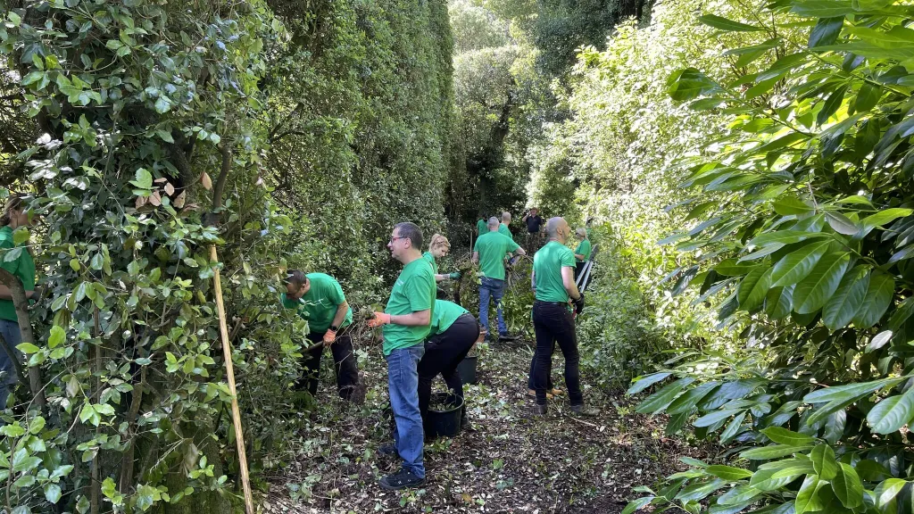 Drayton's volunteering day team members getting to work pulling up ivy at Mount Edgcumbe, Cornwall